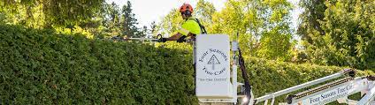 Tree Care Service Certified Arborists