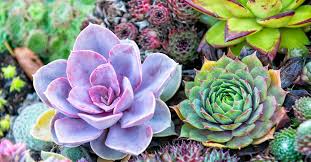 How To Grow Succulents From Leaves And