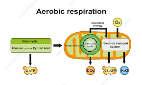 Aerobic Respiration Ilration