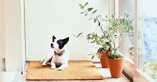 10 Best Plants Safe For Cats And Dogs
