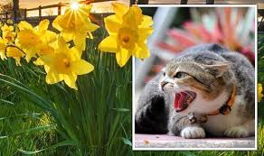 Spring Flowers That Are Toxic To Pets
