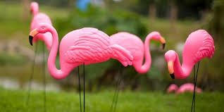 Do Pink Flamingos Have A Secret Meaning