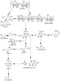 Kinetic Modeling Of Cornstalk Cellulose