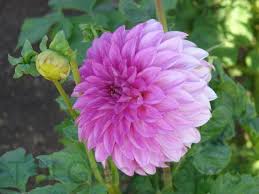 Devon Icon Is The Name Of This Dahlia