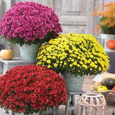 Herbaceous Perennials Flowers
