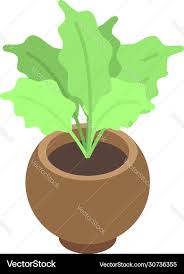 Gardenia Houseplant Icon Isometric