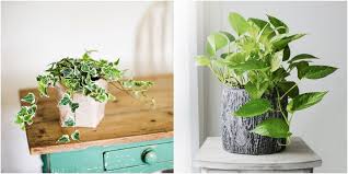 Toxic Beauties 10 House Plants That