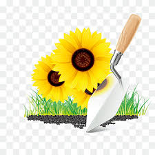 Sunflower Seed Flower Flowers Png