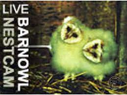 The Barn Owl Trust