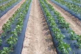 Black Agriculture Plastic Mulch