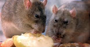 Six Signs You Ve Got Rats In Your Home