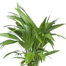 United Nursery Chinese Fan Palm Live