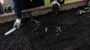 Raised Garden Beds Stock Footage