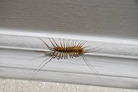 Why Do I Have Centipedes Centipede