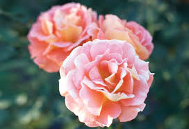 Oprah S Secret Rose Garden