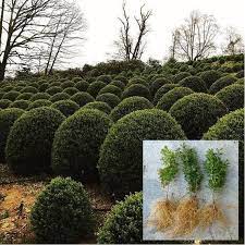 American Boxwood Evergreen Shrub Hedge