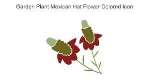 Garden Plant Mexican Hat Flower Colored