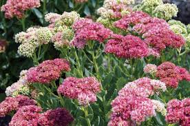 Drought Tolerant Garden Plants