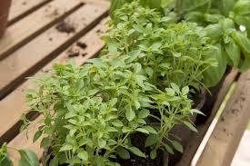 Growing Vegetables In Containers