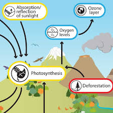 Photosynthesis Understanding Global