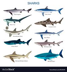 Shark Species Icon Set Vector Image On