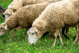 Sheep Eating Images Browse 144 592