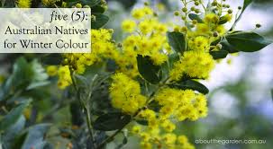 5 Australian Natives For Winter Colour