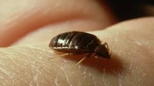 Major Signs You Have Bed Bugs And What