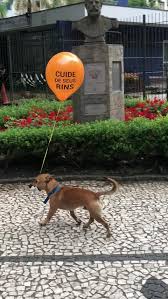 Dog Carries Balloon Down Sidewalk