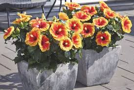 Top 10 Plants For Patios Thompson