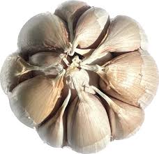 Garlic Allium Sativum Wisconsin