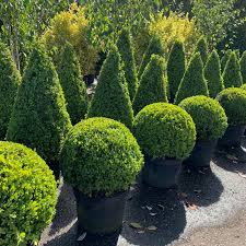 Topiary For Your Garden King And Co