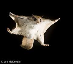 Southern Flying Squirrel Quest For