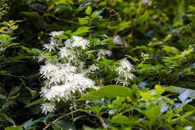 20 Indiana Native Plants For Your Landscape