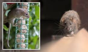 How To Deter Rats Four Effective And