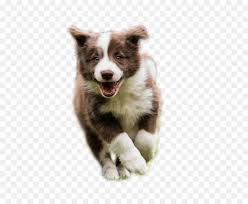 Border Collie Png 1344 1526
