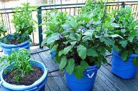 Terrace Vegetable Gardens