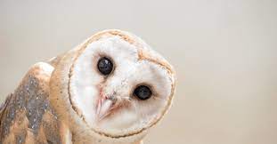 Barn Owl Bird Facts Tyto Alba A Z