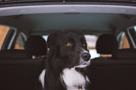 Protect Your Car Interior From Your Dog