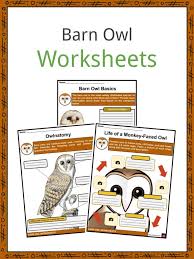 Barn Owl Facts Worksheets Taxonomy