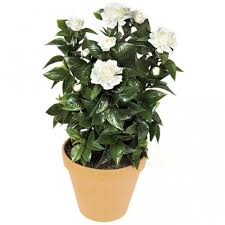 Artificial Outdoor White Gardenia Bush