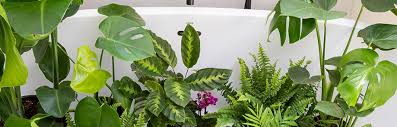 The Best Houseplants For Your Bathroom