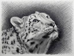 Snow Leopard Portrait Drawing By Marie