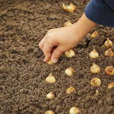 How Many Flower Bulbs To Plant Flower