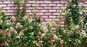 How To Build A Brick Wall In Your Garden