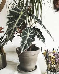 9 Beautiful Rare Houseplants You Need