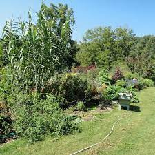 Giant Reed Grass Uses