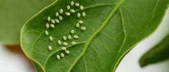 10 Most Common Plant Pests C I L