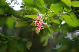 Red Flower And Leaves Tropical Forest