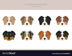 Australian Shepherd Dog Without Tail